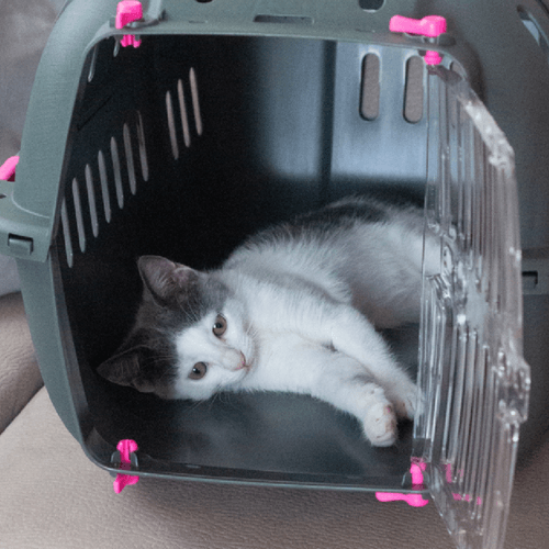 KENNEL JET SURTIDO 10